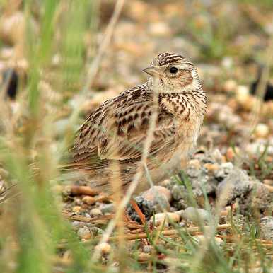 Eurasian Skylark