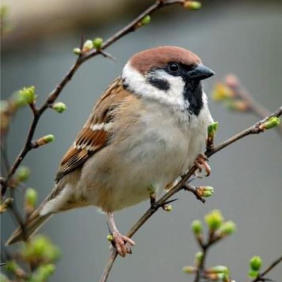 Tree Sparrow