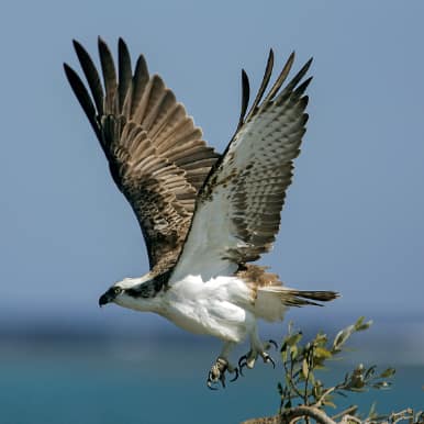 Osprey
