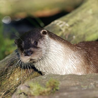 Eurasian Otter
