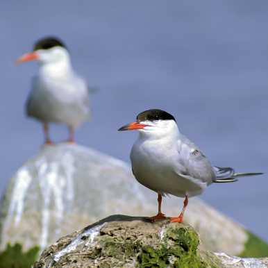 Common Tern