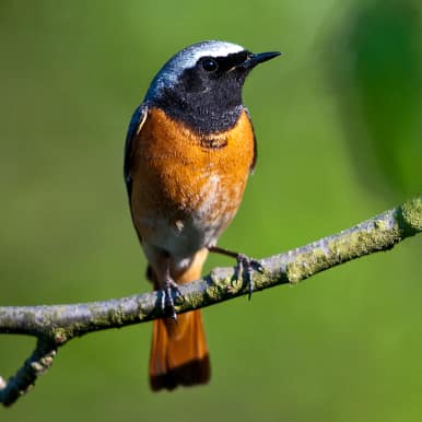 Common Redstart
