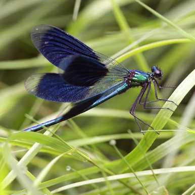 Banded Demoiselle