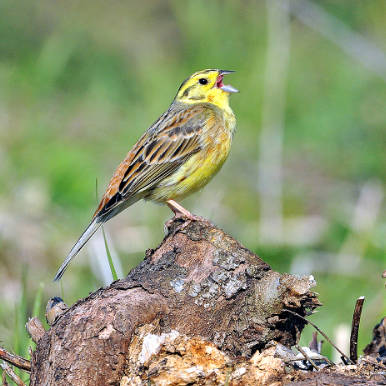 Yellowhammer