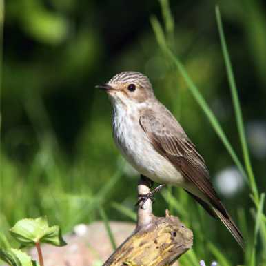 Spotted Flycatcher