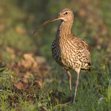 Eurasian Curlew