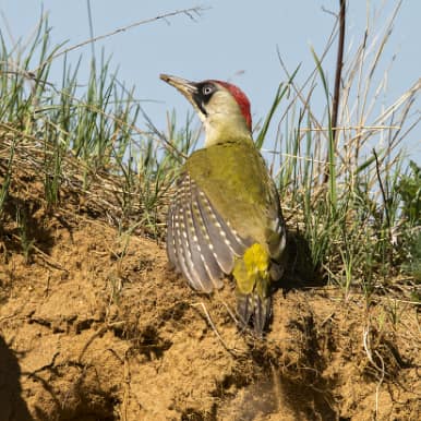 Green Woodpecker