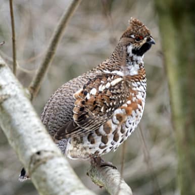 Hazel Grouse