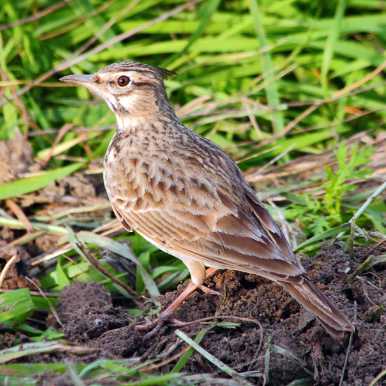 Crested Lark