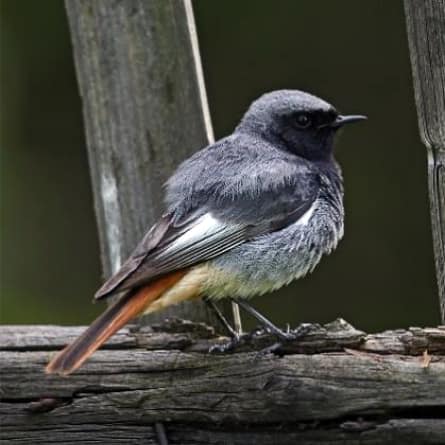 Black Redstart