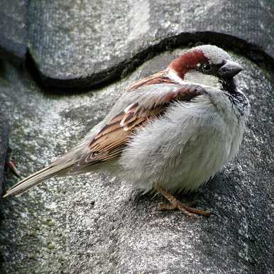 House sparrow