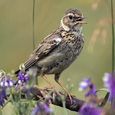 Crested Lark
