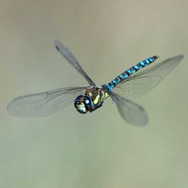 Migrant Hawker