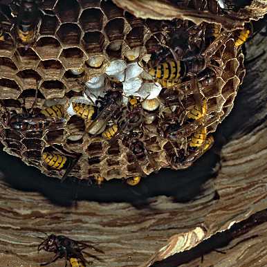 Hornets building their nest