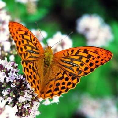 Silver-washed Fritillary