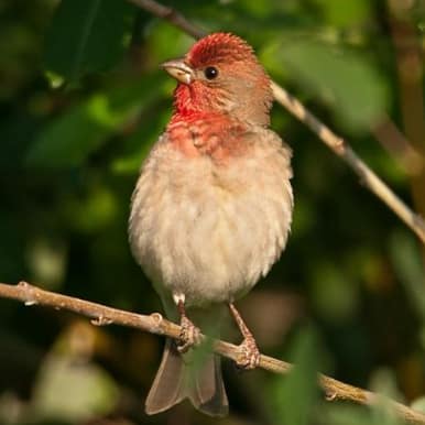 Common Rosefinch