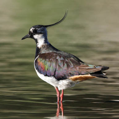 Northern Lapwing