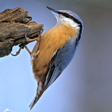 Nuthatch