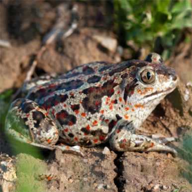 European Spadefoot Toad