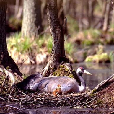 Common Crane breeding site