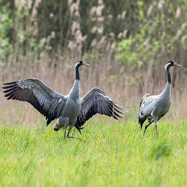 Common Crane