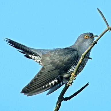 Common Cuckoo