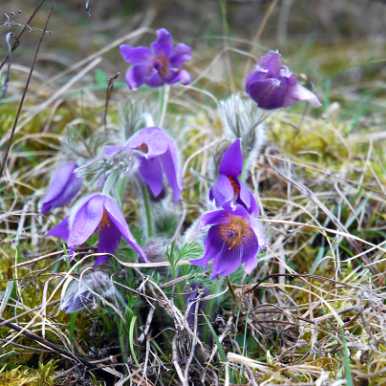 Pasque Flower