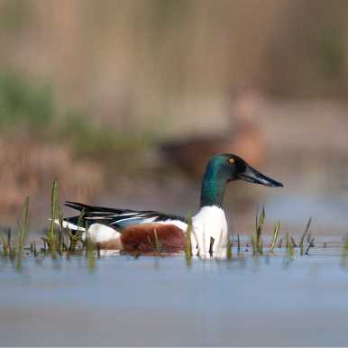 Shoveler