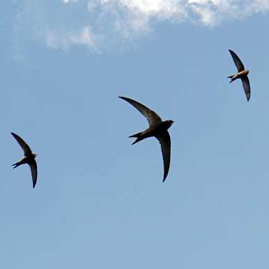 Common Swift troop