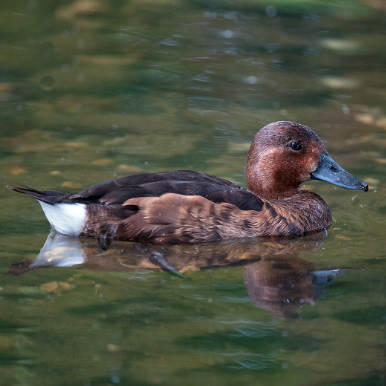 Ferruginous Duck