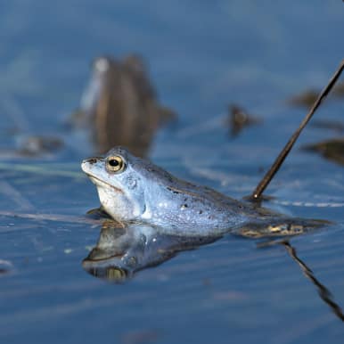 Moor Frog