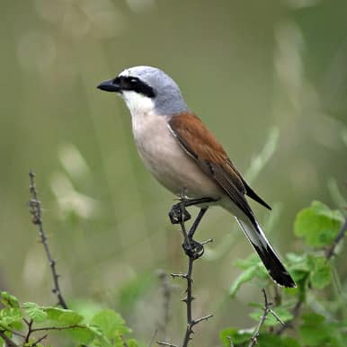 Red-backed Shrike