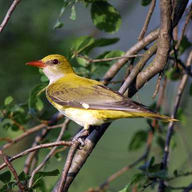 Golden Oriole