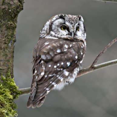 Tengmalm's Owl
								   