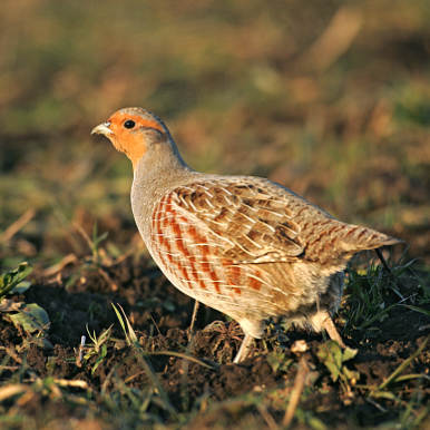 Grey Partridge