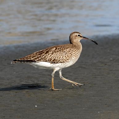 Eurasian Whimbrel