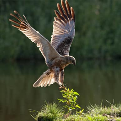Marsh Harrier
