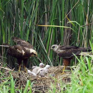 Marsh Harrier nest in reeds