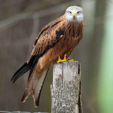 Red Kite