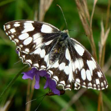 Marbled White