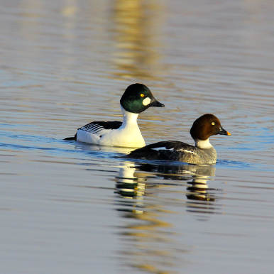 Goldeneye
