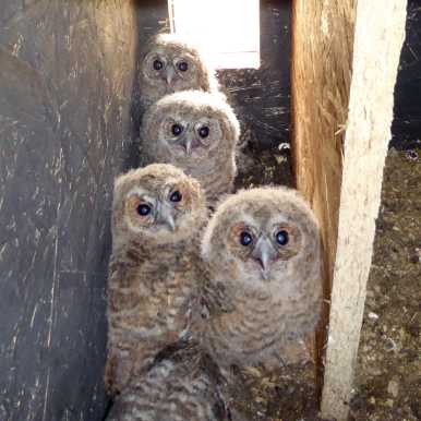 Barn owl offspring