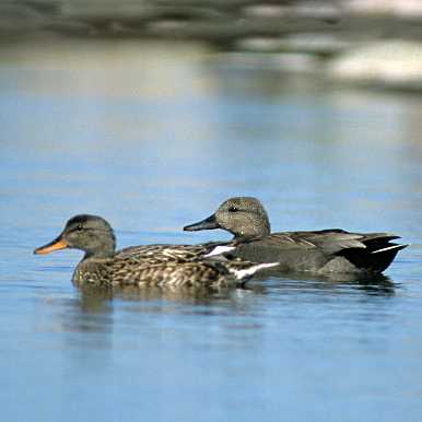 Gadwall