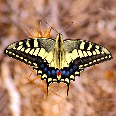 Swallowtail