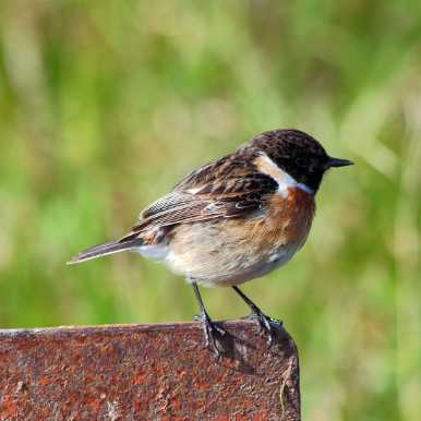 European Stonechat