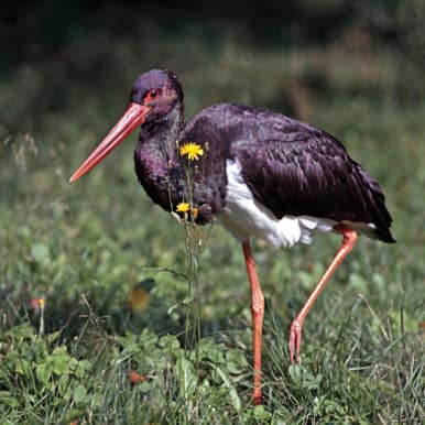 Black Stork