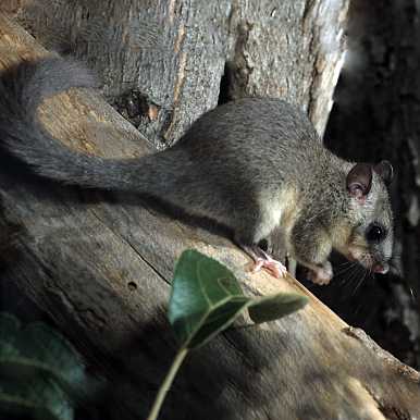 Edible Dormouse