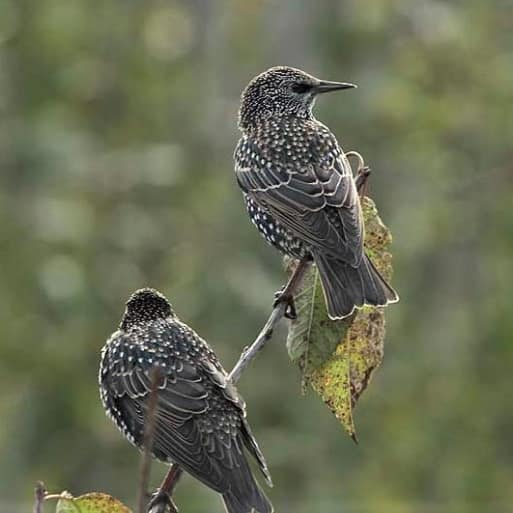 Starling