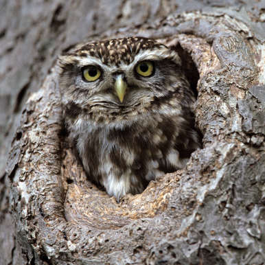 Little Owl