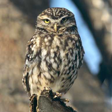Little Owl